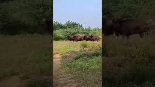 இரை தேடி திரிந்த காட்டெருமைகள்.. யாரிடம் முறையிடும் ...யோசித்துப் பாருங்கள் புரியும்...