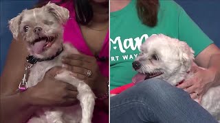 Forever Home Friday: Meet Sissy and Linus