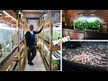 Shrimp Breeders STUNNING Crystal Red Shrimp Room and ADA Aquascaped Home Aquarium - BEAUTIFUL!!