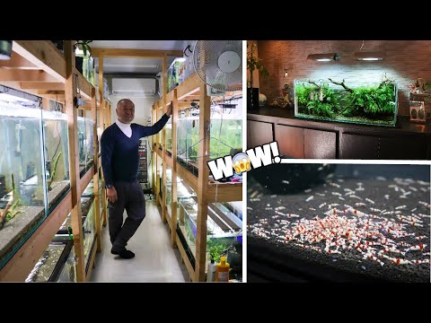 Video: Red Crystal Shrimp - beschrijving, inhoudsfuncties en interessante feiten