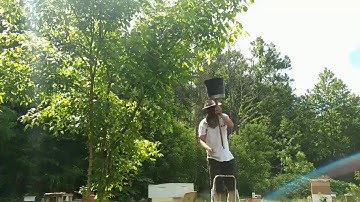 7th HONEYBEE SWARM CAUGHT FROM SAME TREE THIS YEAR