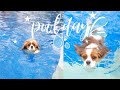 A DAY AT THE POOL DURING A HEAT WAVE // Cavalier King Charles Spaniel Vlog May 27 2020