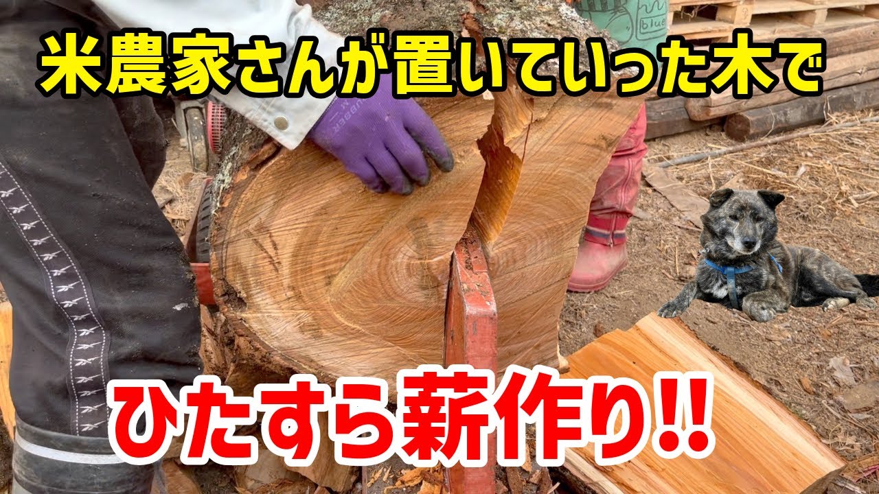 造園屋さんから頂戴したケヤキの原木を玉切り（大きいのは400