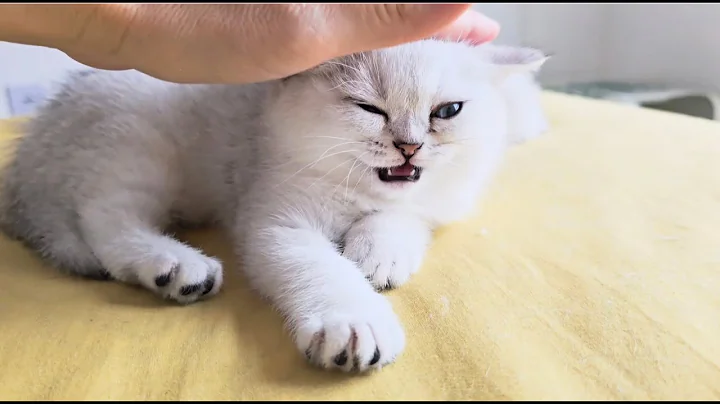Watch the video about Cutest kittens and mom cat of chinchilla color