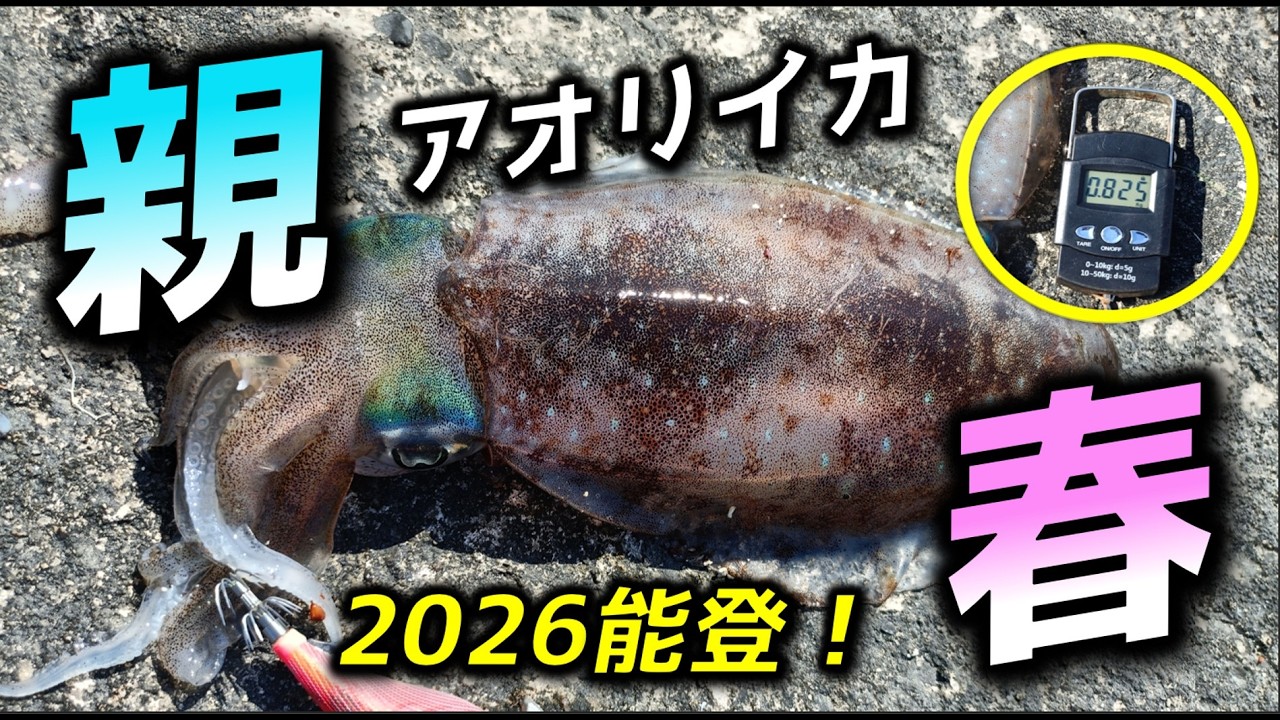 エギングやられる方　必見 64 [Eging] In Search of Spring Monster Bigfin Reef Squid♪ in Noto
