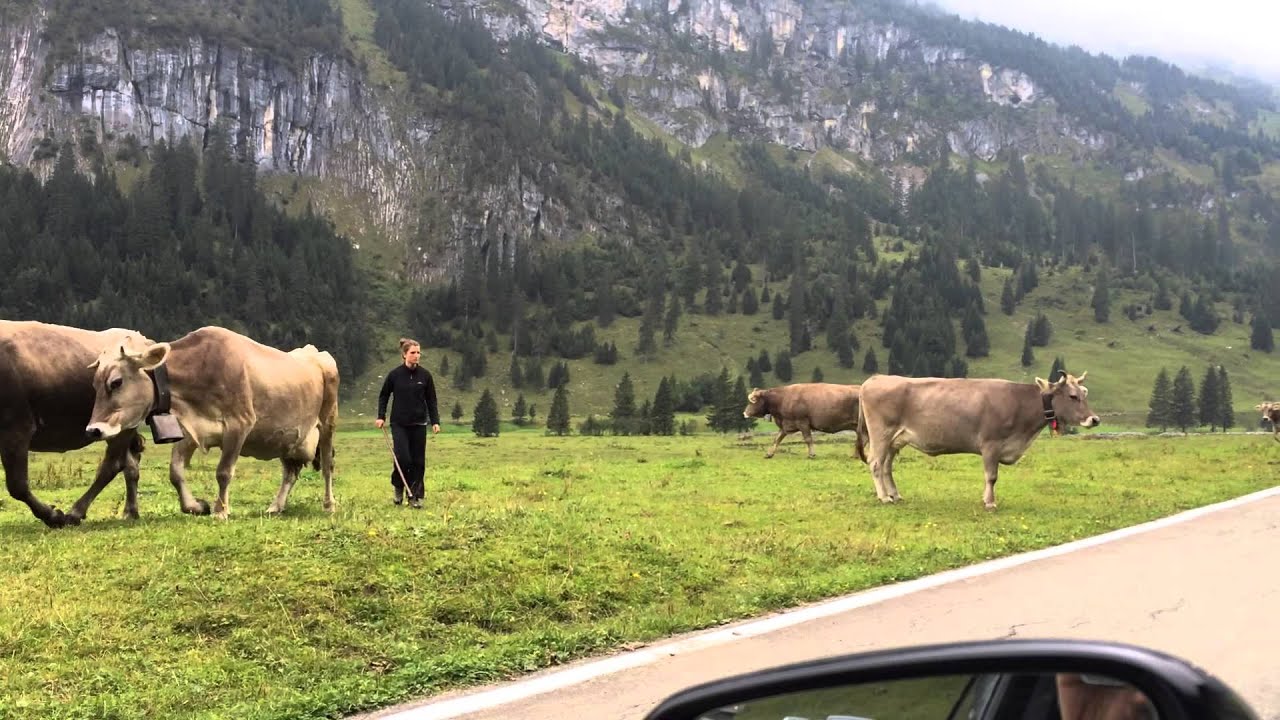 Swiss Cows with Bells YouTube