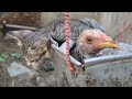 Cat 🐈 And Chicken 🐔 First Time Swinging Together #shortvideo #cat #viralvideo #pets #animals