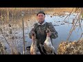 Охота на гуся, на раскатах Астраханской области 04-06 ноября 2021 года. Часть вторая.