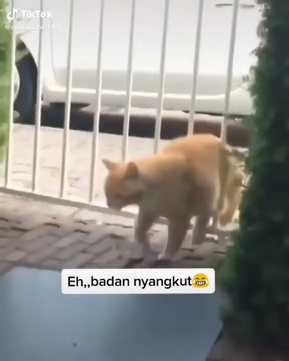 Story wa lucu || kucing tersangkut di pagar