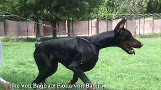 Zander von Bagira - 14 months dobermann