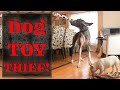 Great Dane vs French Bulldog | Stella's Birthday present | Syman Says Farms
