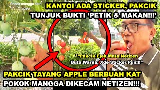 PAKCIK TAYANG EPAL BERBUAH KAT POKOK MANGGA DIKECAM NETIZEN 'ADA STICKER' | PAKCIK BUKTI PETIK & MKN