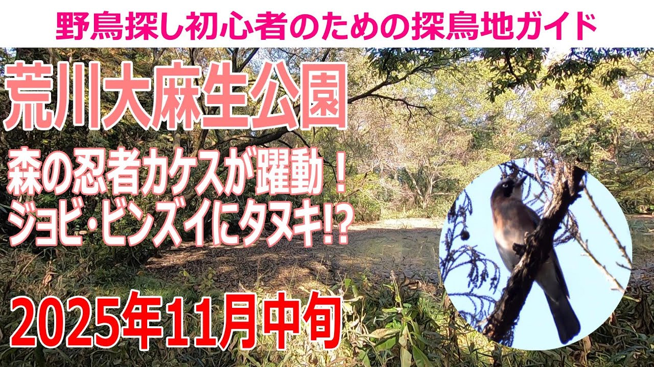 荒川大麻生公園(埼玉県)の探鳥地レポート 森の忍者カケスが躍動！ジョウビタキ・ビンズイにタヌキ!?　2025年11月中旬　＊８：１５～１１：００の探鳥です