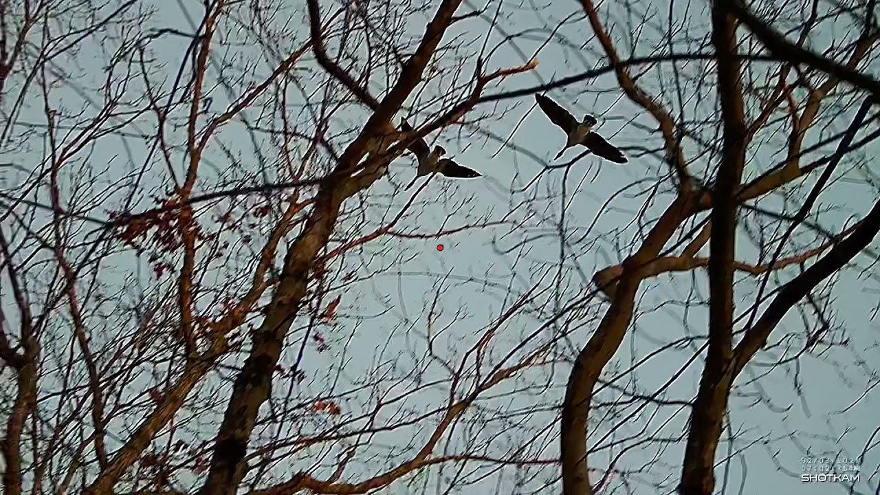 Pass shooting Canada Geese on Shotkam 3 YouTube