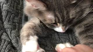 人の上で爆睡する猫 ノルウェージャンフォレストキャットSleep on the owner's knee.Norwegian Forest Cat.