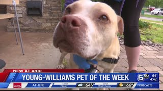 Young-Williams Pet of the Week: Journey