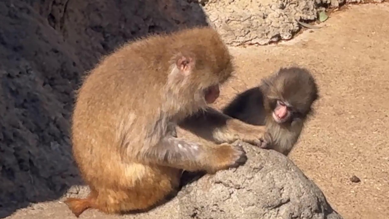 番外編 パイセンを見て学ぶパンチくん【番外編】【市川市動植物園】