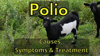 Polio in Lambs and Goats. Causes, Symptoms and Treatment