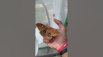 Thumbnail of Such a beautiful moth🦋 #moths #butterfly #shortsfeed #feedshorts #insects #entertainment #cute