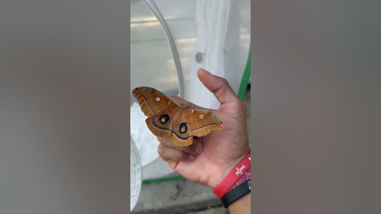 Such a beautiful moth🦋 #moths #butterfly #shortsfeed #feedshorts #insects #entertainment #cute