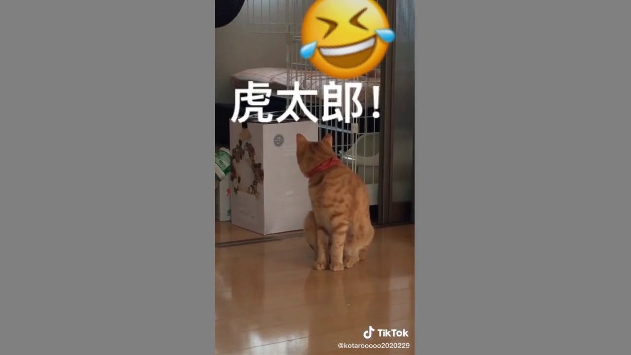 虎太郎の名前を呼んだら 笑 振り向きが可愛くて つい連呼 ねこ呼んでみた ねこ 虎太郎 猫のいる生活 黄金の毛皮 猫のいる暮らし ネコ 保護猫 茶トラ男子部 茶トラ Youtube
