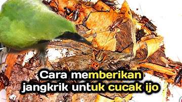 Cara pemberian jangkrik yang aman untuk cucak ijo.