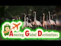 AGD - Review Bahrain Nature Flora and Fauna Tour – Wildlife, Tree of Life
