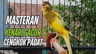 Suara Burung Kenari Gacor untuk Pancingan Kenari Muda Belajar Bunyi Langsung Bunyi