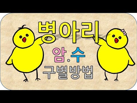 정말쉬운 병아리 암수 구별 방법