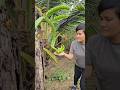 con sóc nghịch ngợm chơi đùa với tư trong khu vườn