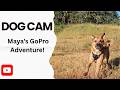 Through My Dog's Eyes - GoPro POV