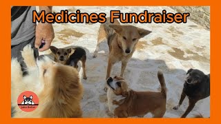 We Need your Help to Buy Medicines for Over 250 Rescued Cats and Dogs