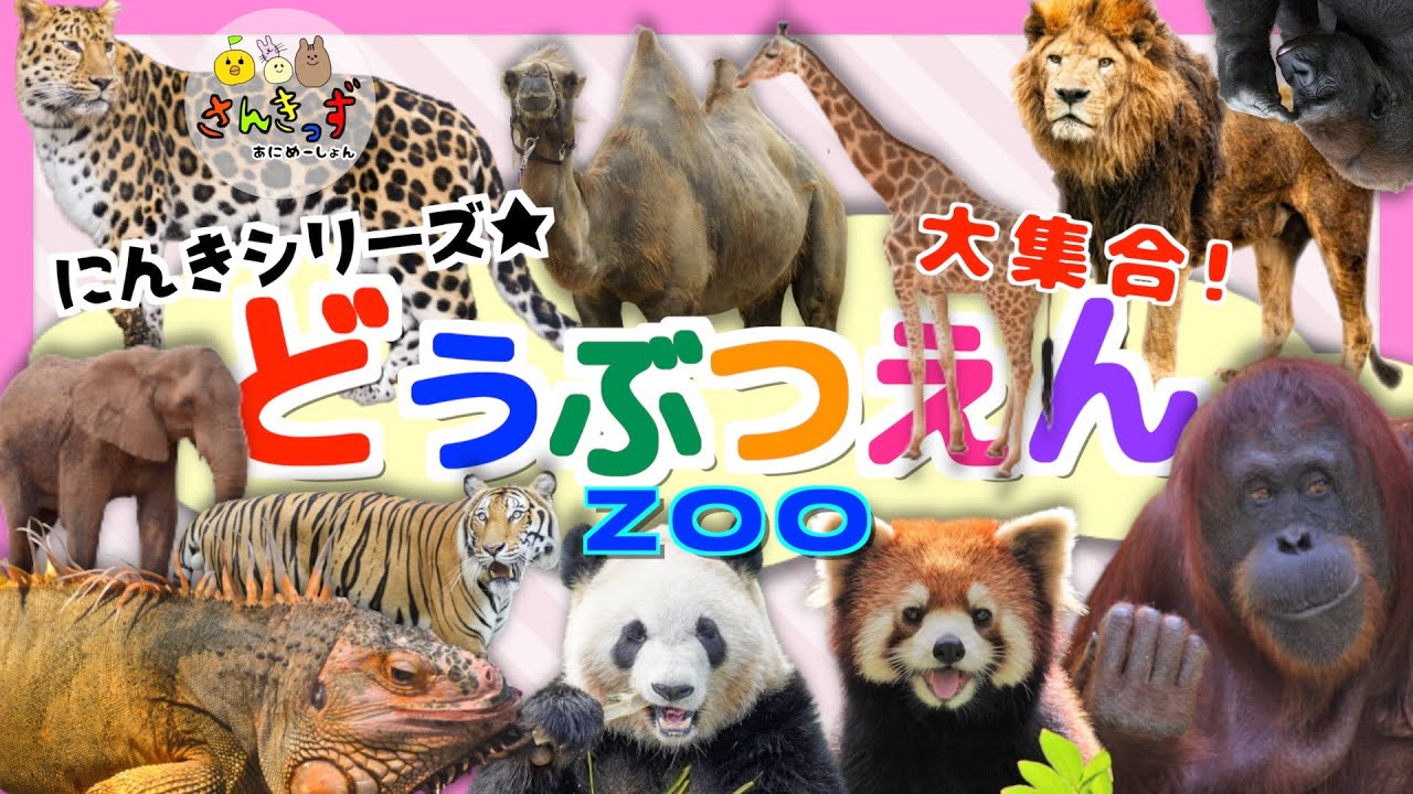 【動物アニメ】動物園へ行こう5！どうぶつの名前を覚えよう♪ライオン ゾウ キリン トラ パンダなど総勢１５種類の実写動画