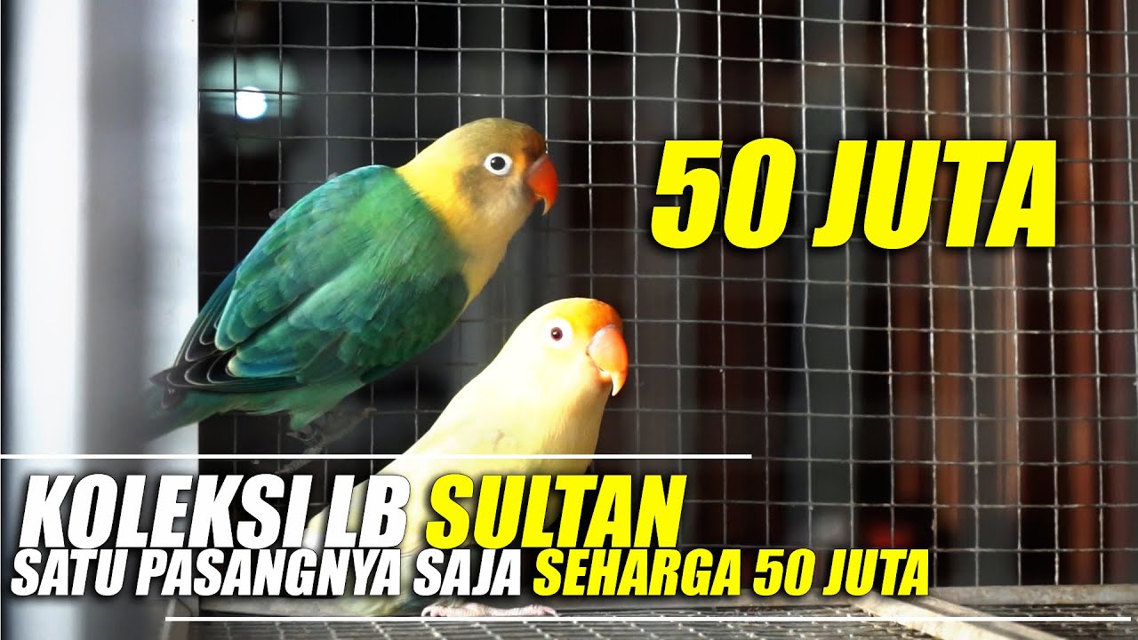 Koleksi Sultan Burung Lovebird Sepasang Saja Seharga 50 Juta 