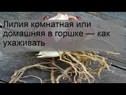 Лилия комнатная или домашняя в горшке — как ухаживать