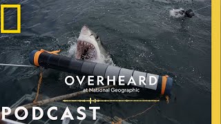 How Sharks Devoured My Career | Podcast | Overheard at National Geographic