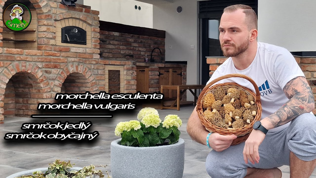 VŠETKO o smrčkoch / smržoch * Kde ich nájsť / ako rozpoznať ... * huby houby grzyby 2025