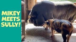 Rescue pigs Mikey and Sully meet!!