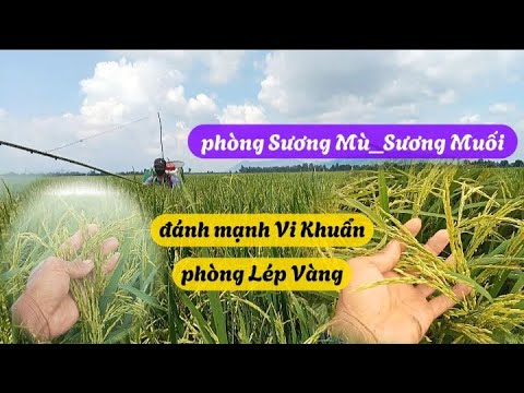 Đánh mạnh vi