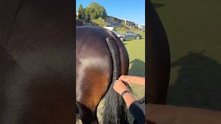 How To Properly Braid Your Horses Tail #goodtoknow #vet #medicine #funfacts #lifehacks #educational
