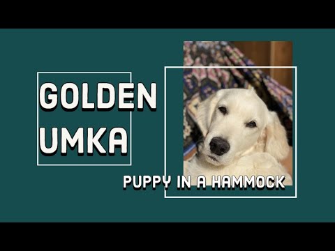 ლეკვი ჰამაკში