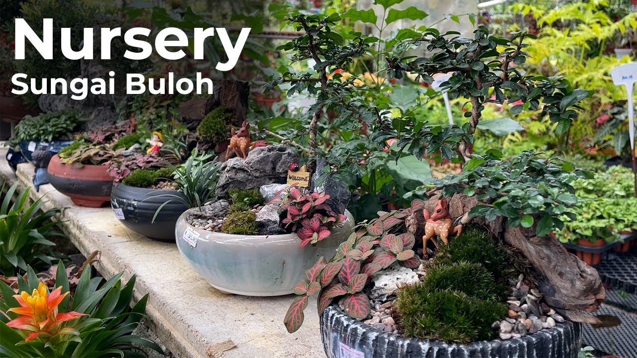 Sungai Buloh Nursery YouTube
