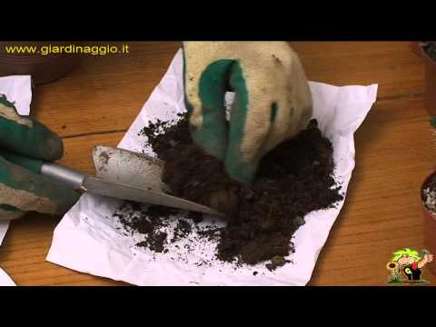 Video: Perché usare la sabbia per orticoltura: in che modo la sabbia per orticoltura è diversa dalle piante
