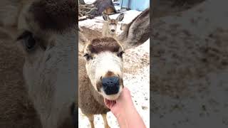 Sweet Buck lets me pet him!!!🥰🦌✋#deerwhisperer #deerfeed #shortsfeed #shorts