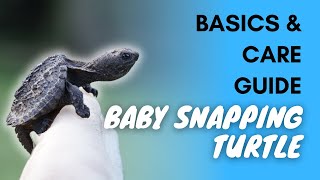 Baby Snapping Turtle: Basics And Care Guide by Fishkeepingfans 33,469 views 2 years ago 3 minutes, 21 seconds