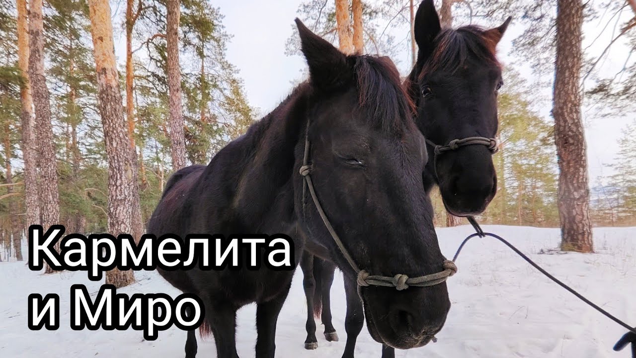 БОМБЕЙ, КАРМЕЛИТА И МИРО, ЗВЁЗДЫ ЗОЛОТОГО БОРА/ПРОГУЛКА ПО СОСНОВОМУ ...