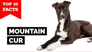 Mountain Cur  Top 10 Facts