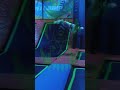 trampoline park | #furry #antizoo #lgbtiq #artartist #dinomask #therian