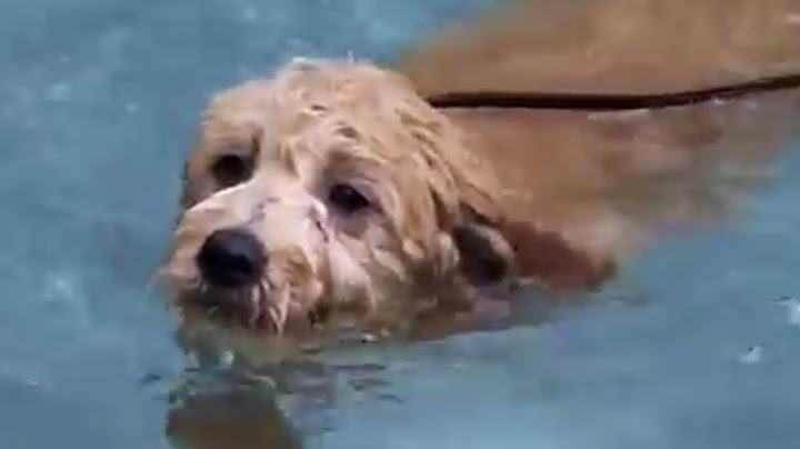 Teaching Your Puppy to Swim