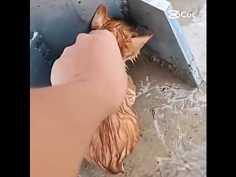 😿 #animales #important #pazinterior